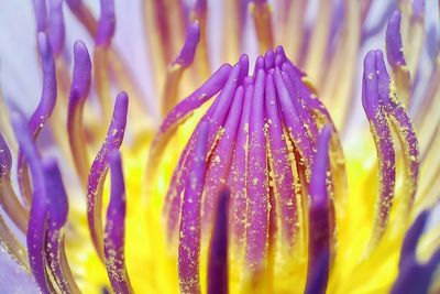 Close-up of wet yellow flower