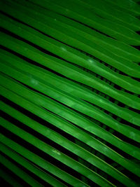 Full frame shot of palm leaves