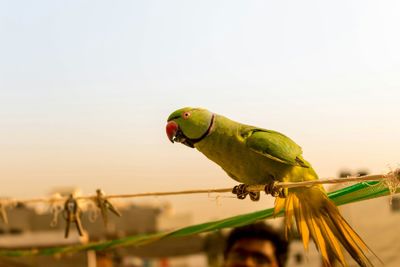 Close-up of parrot perching on tree against clear sky