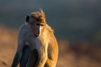 Close-up of monkey against sky