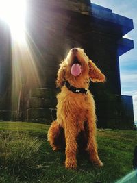 Close-up of dog on grass
