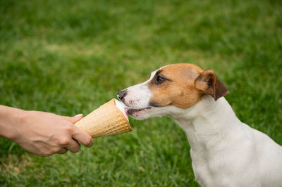 Close-up of hand holding dog on field