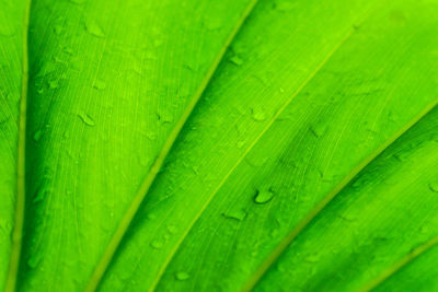 Full frame shot of wet green leaf