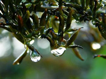 Close-up of leaves on twig