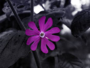 Close-up of pink flowers