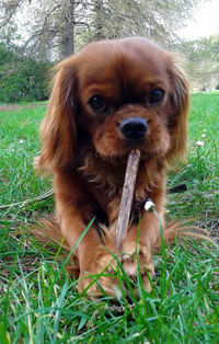 Close-up portrait of dog on grass