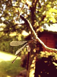 Close-up of damselfly on web