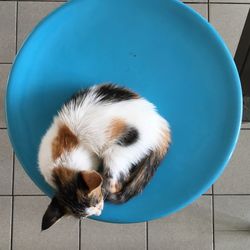Directly above shot of cat sleeping on stool