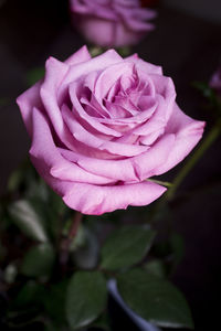 Close-up of rose blooming outdoors