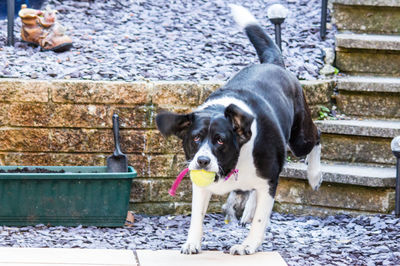 Dog carrying ball in mouth