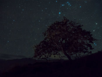 Silhouette trees on field against sky at night