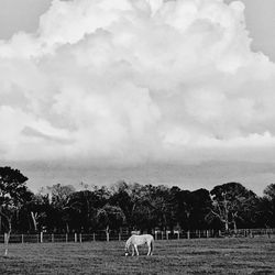 Dogs standing on field against sky