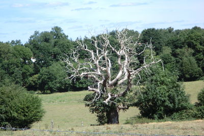 Trees growing on landscape