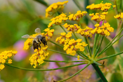 Close-up of bee pollinating on yellow flower