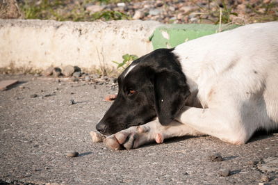 Lonely dog on the streets of batumi. georgia