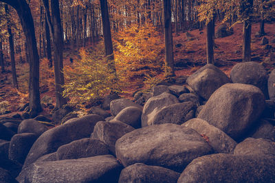 View of trees in forest during autumn