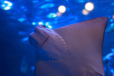 Close-up of stingray in shinagawa aquarium