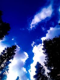 Low angle view of trees against blue sky