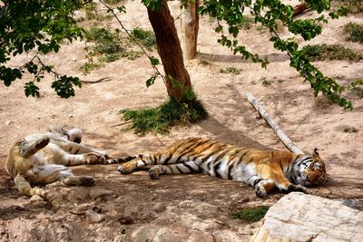 Tiger relaxing on sand in zoo