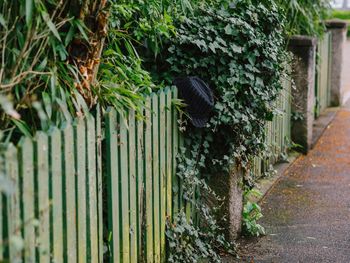 View of an plants by fence