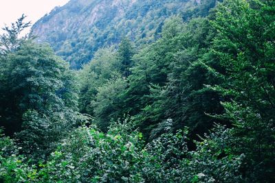 Scenic view of forest