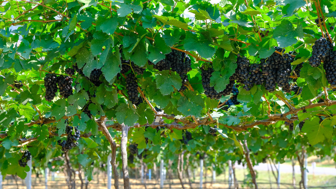 GRAPES GROWING ON TREE