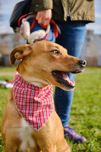 Dog looking away outdoors