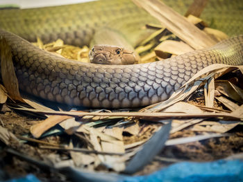 Close-up of snake