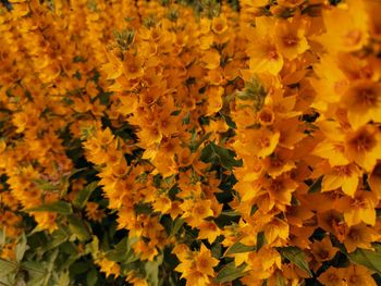 Close-up of yellow flowering plant