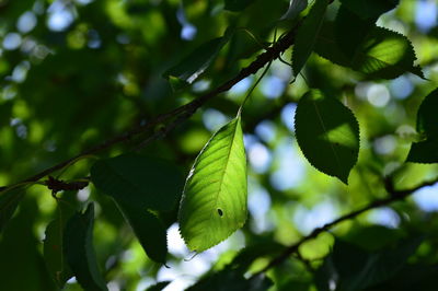 Close-up of insect on leaves