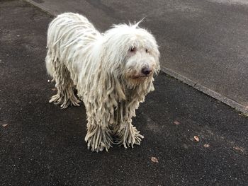 Close-up portrait of dog