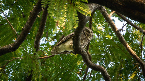 Low angle view of monkey on tree in forest