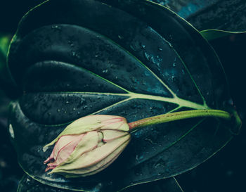 Close-up of leaves on water