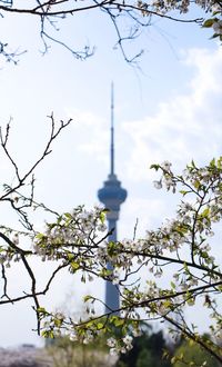 Low angle view of trees against sky