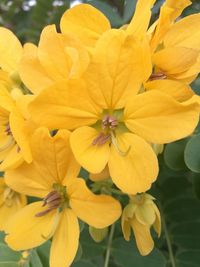 Close-up of fresh day lily blooming outdoors