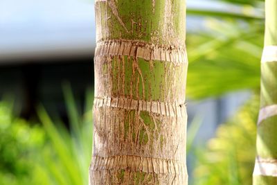 Close-up of wooden post on tree trunk