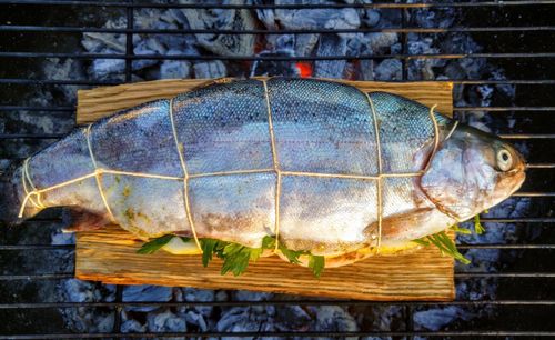 Close-up of fish in container