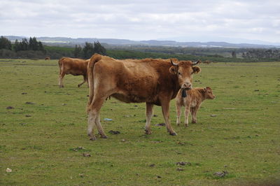 Cows grazing on grassy field