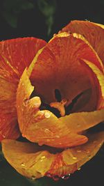 Close-up of hibiscus flower