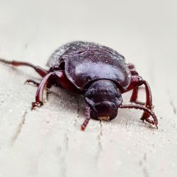 Close-up of insect