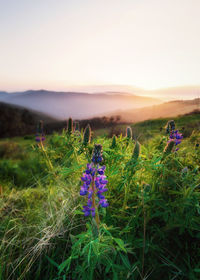 Purple flowering plants on field against sky during sunset