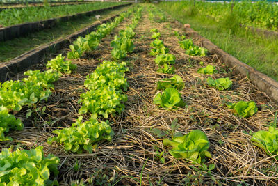 Plants growing on field