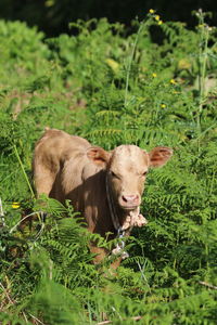 Close-up of mushroom growing on field