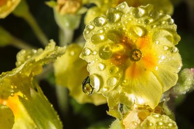 Close-up of water drops on yellow flower