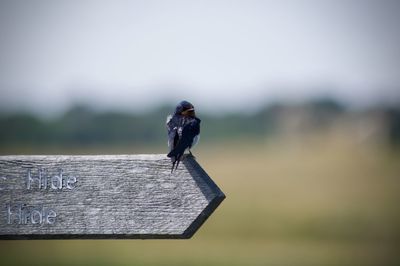 Close-up of bird perching on wooden fence against sky