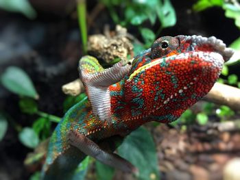 Close-up of chameleon