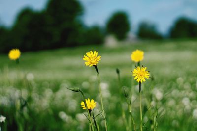 Close-up of yellow cosmos flowers blooming in field