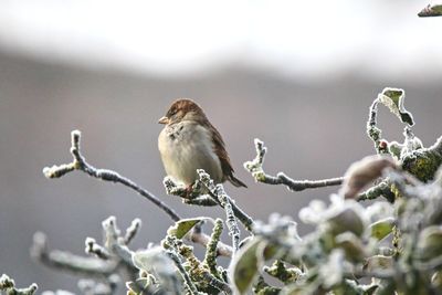 Close-up of bird perching on branch