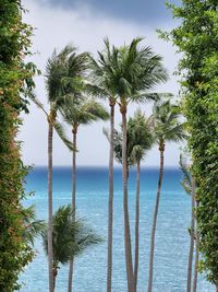 Low angle view of palm trees against sky