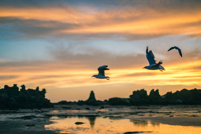 Seagulls flying at sunset on the beach